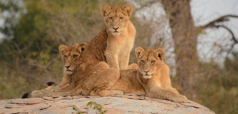 7 Family-Friendly Adventures for the Perfect Tanzania Safari