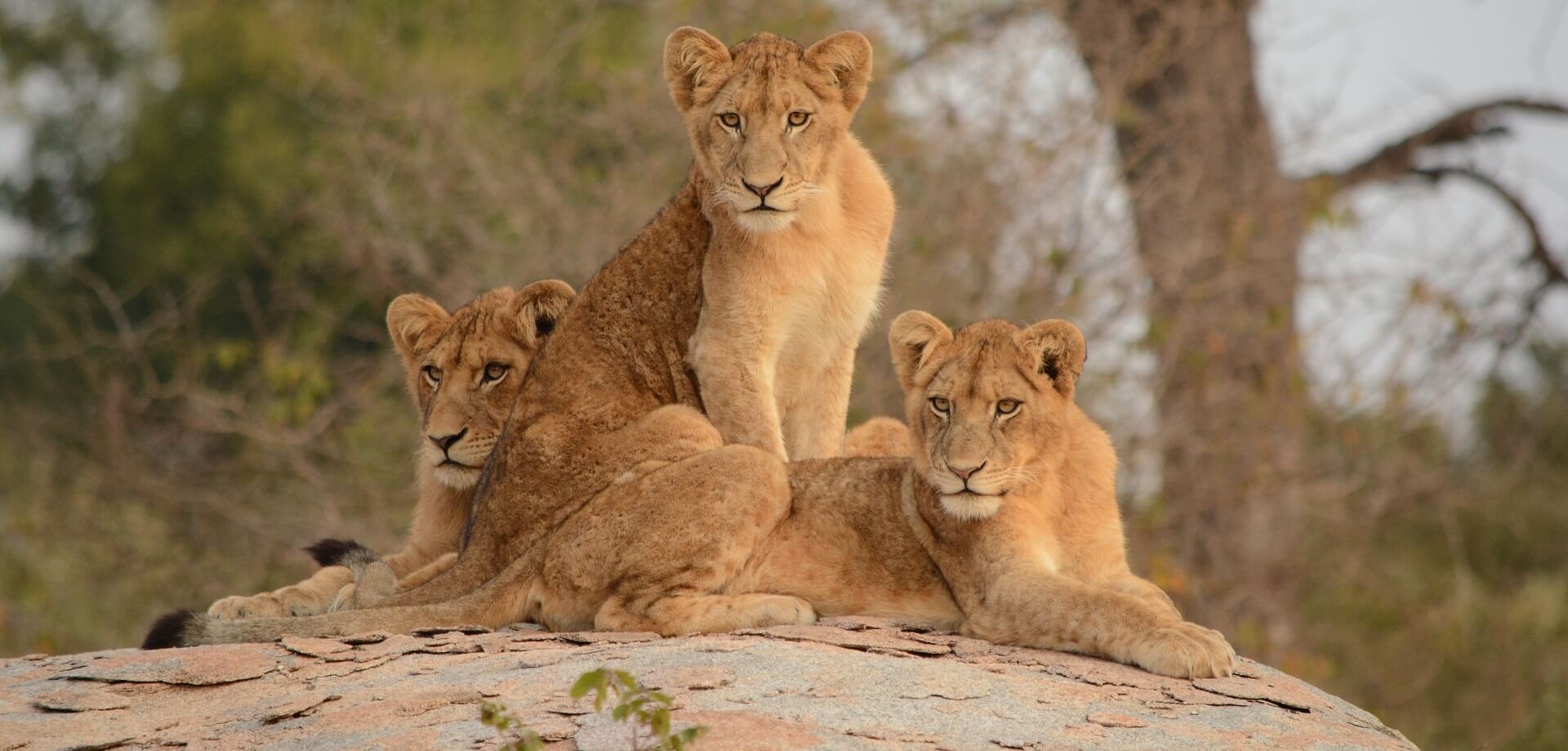 Family adventure with our Perfect Tanzania Lion Safari Tour Package