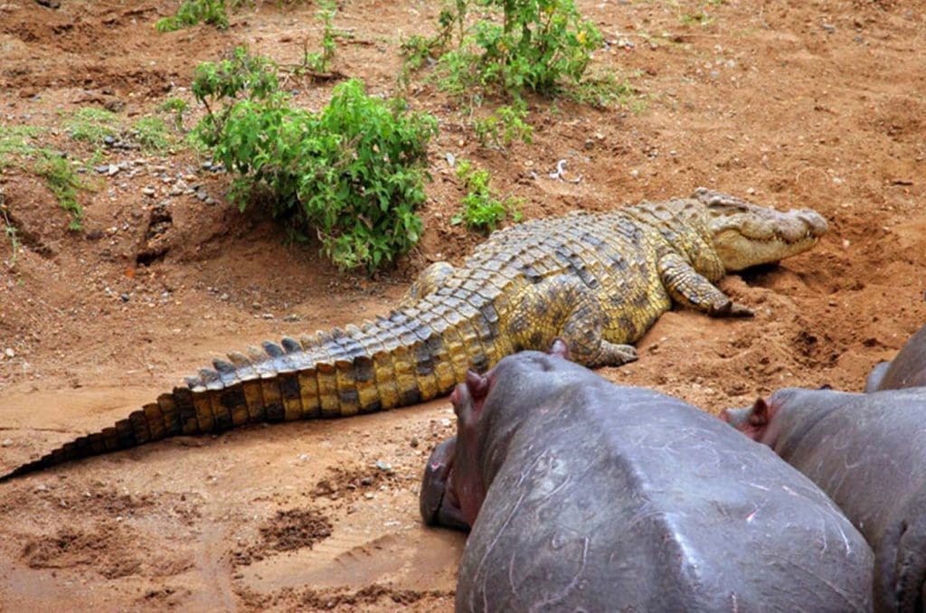 Journey to Selous Game Reserve