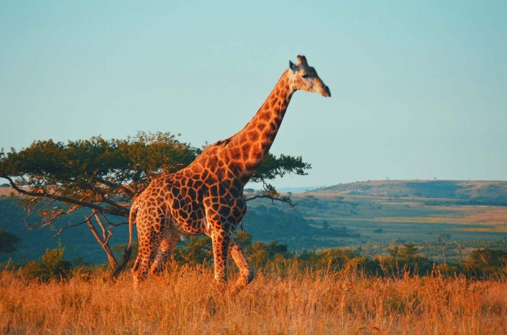Game Drive in Central and Eastern Serengeti