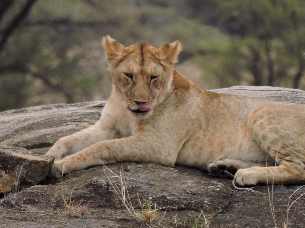 Tanzania safari holidays