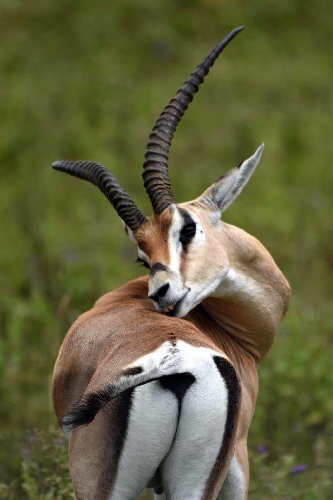 Manyara National Park