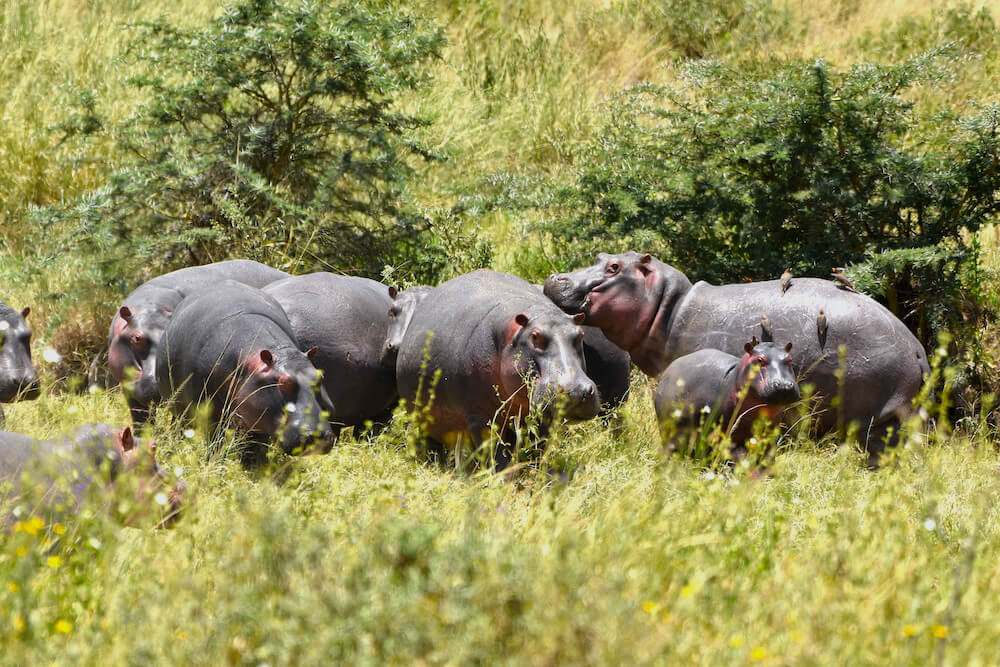 Ngorongoro Crater and Overnight in Karatu