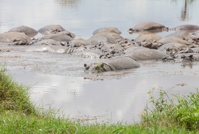 Exploration and Walking Safari
