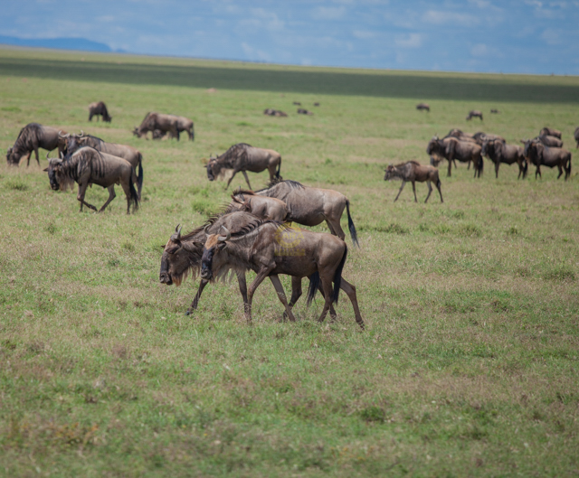 Mara River and Sundowner at Ikoma