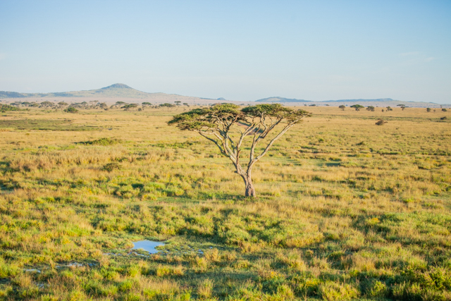 Full Day in Serengeti