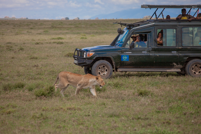 Game Drive in Central Serengeti