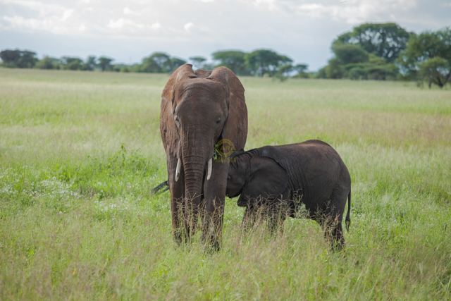 Tarangire National Park
