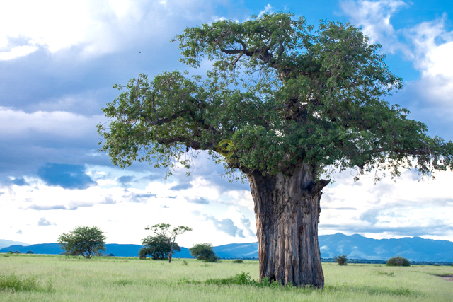 Tarangire National Park