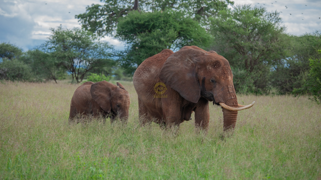 Tarangire National Park