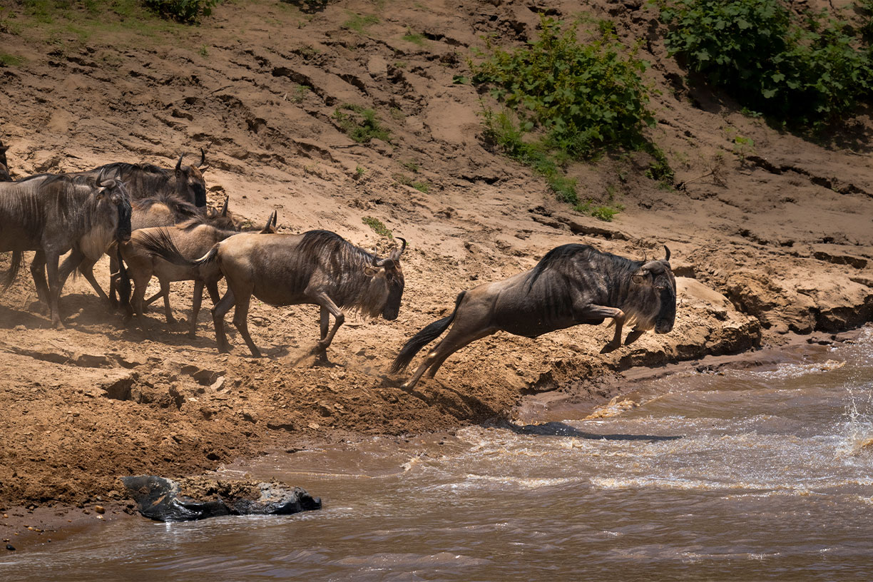 Top African wildlife experiences: Why you should see the great migration this October