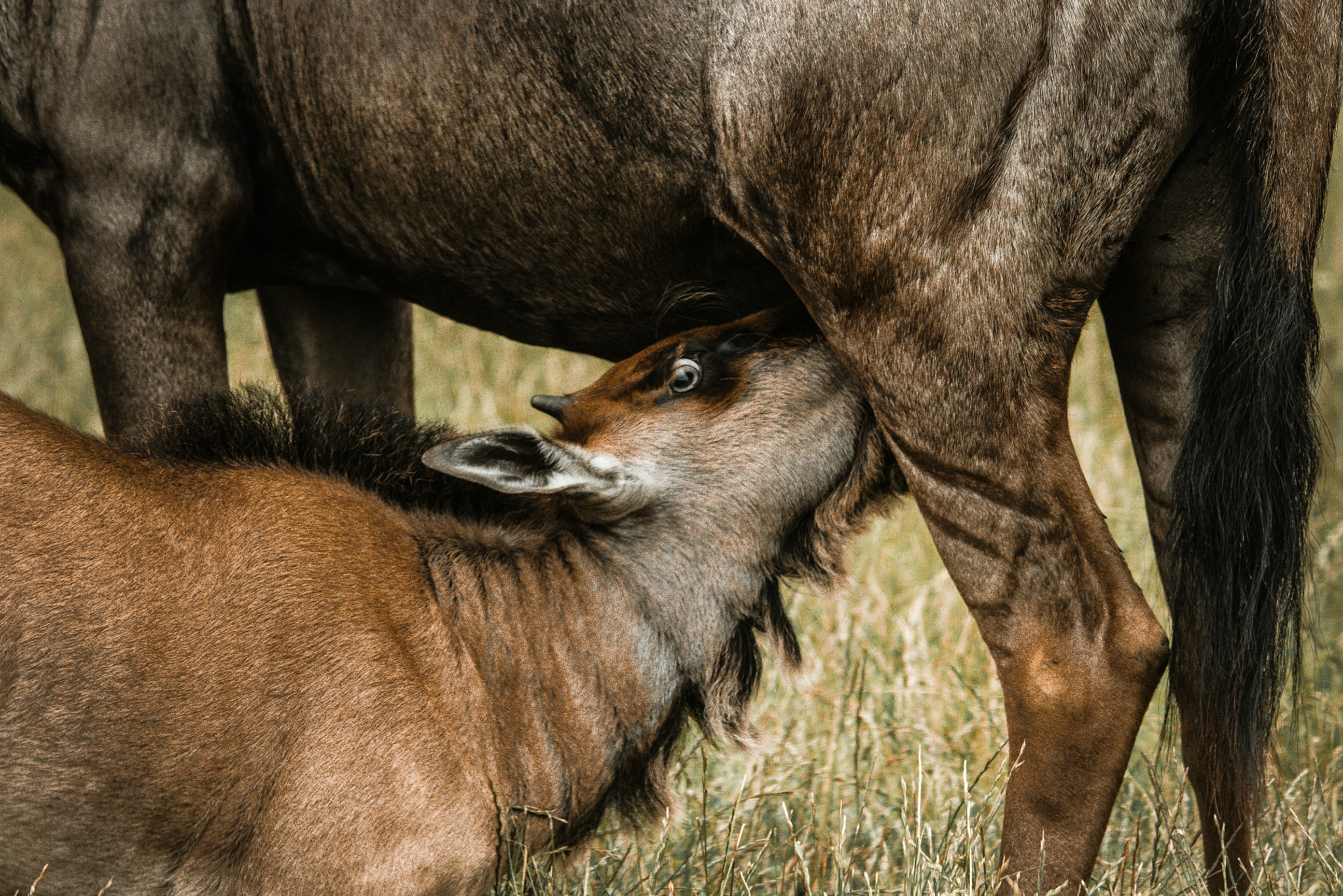A wildebeest calf nursing from its mother in the Serengeti.