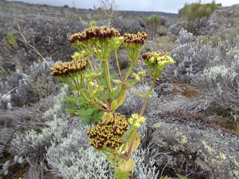 Afrosciadium kerstenii plant growing on Mount Kilimanjaro’s Shira Plateau