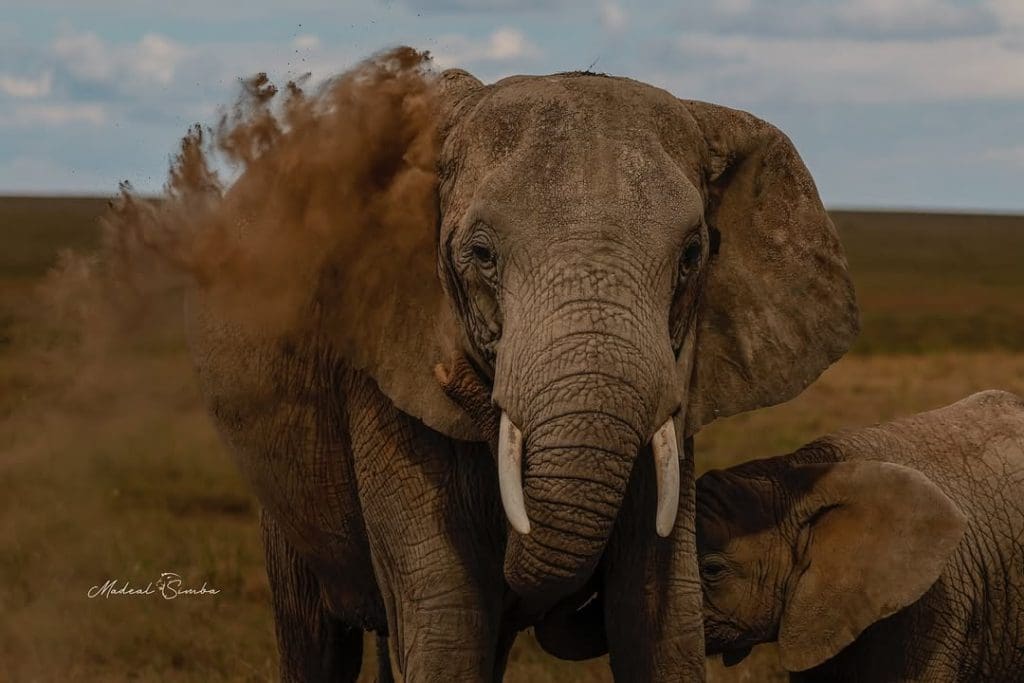 African elephants are one of the Big Five safari animals in Africa, known for their massive size and for feeding on plants.