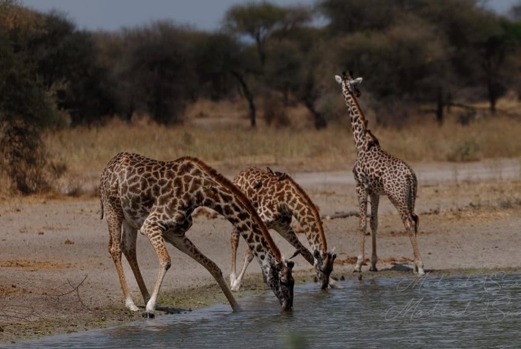 Giraffes are tall, peaceful plant-eaters in Africa, but they are not part of the Big Five safari animals.