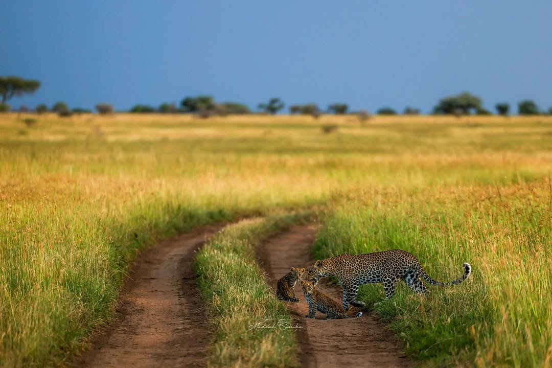 Best Time To Visit Serengeti National Park