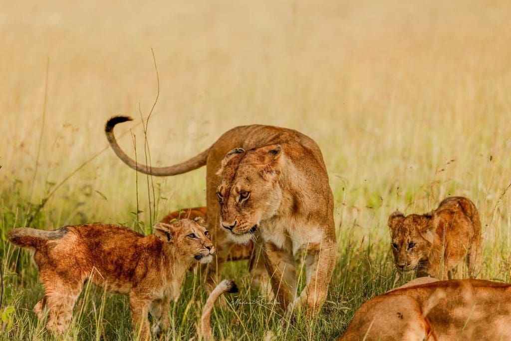 A lioness and her cubs interacting in the tall golden grass of the Serengeti