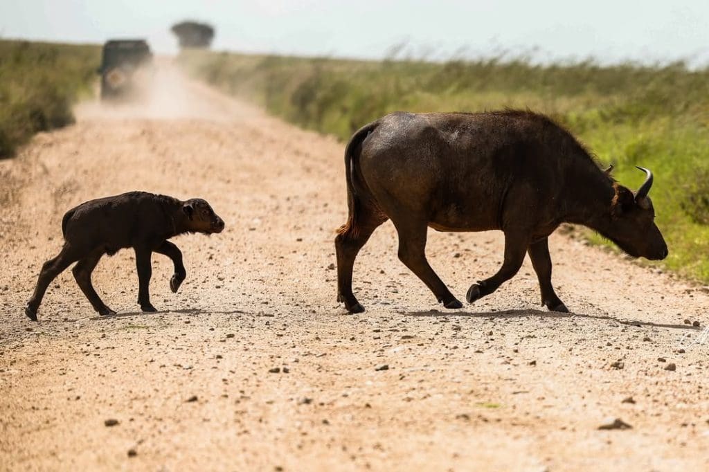 A mother buffalo crossing a dirt road with her newborn calf following behind in Serengeti National Park.
