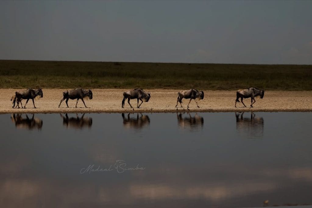 The Great Serengeti Migration consists of over 1.5 million animals