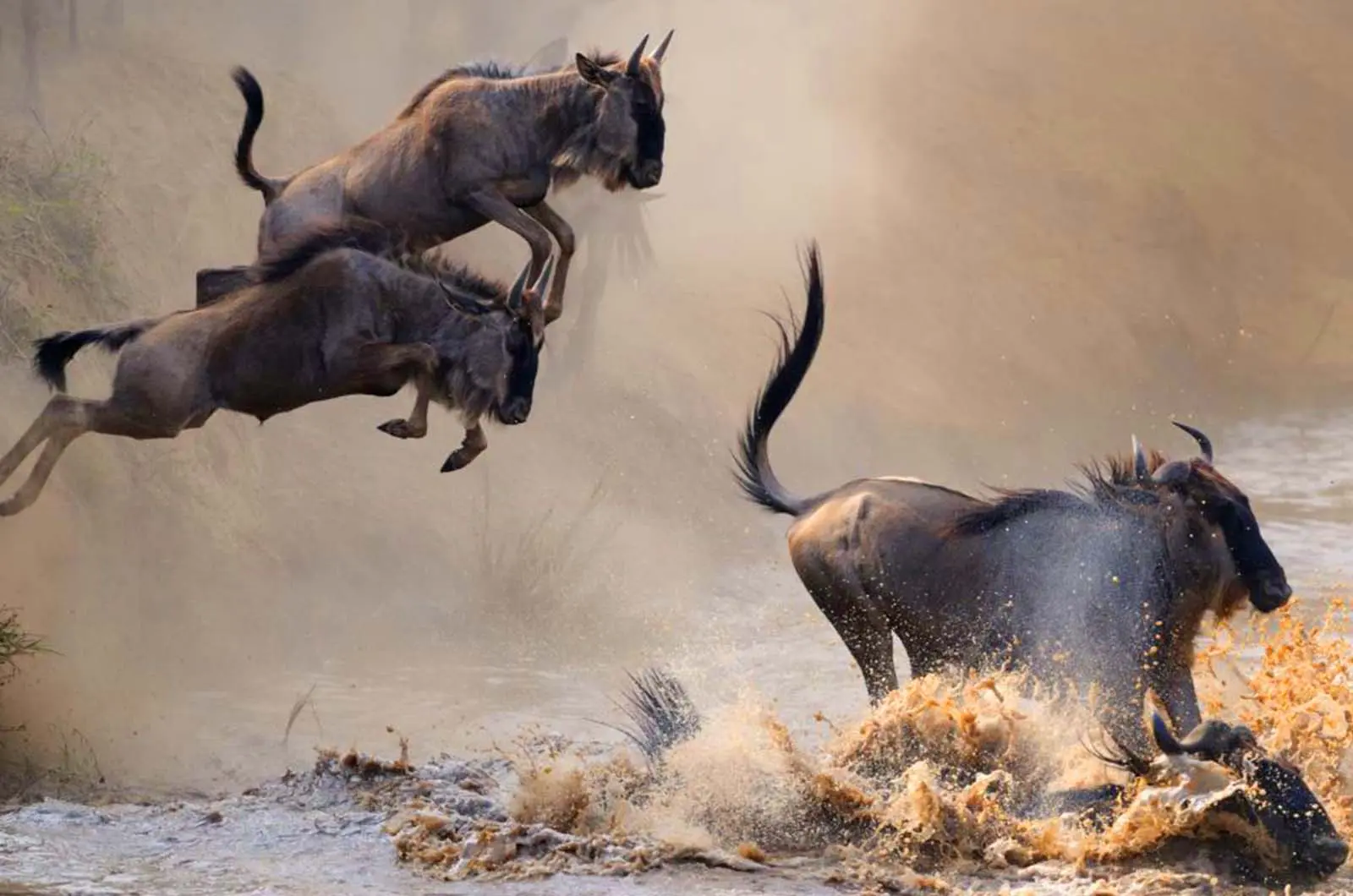 The Great Wildebeest Migration