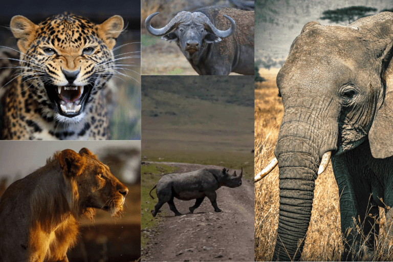 Africa’s Big 5 Animals: What You Need To Know
