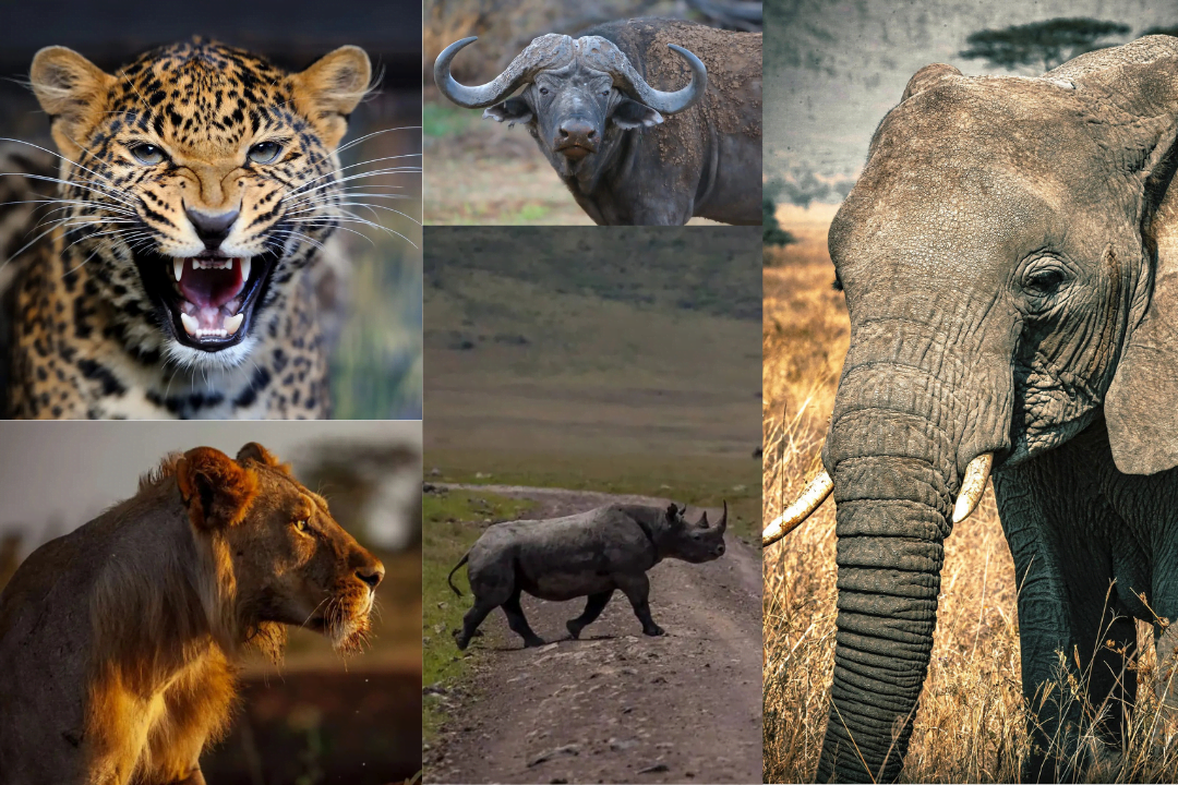 Africa’s Big 5 Animals: What You Need To Know