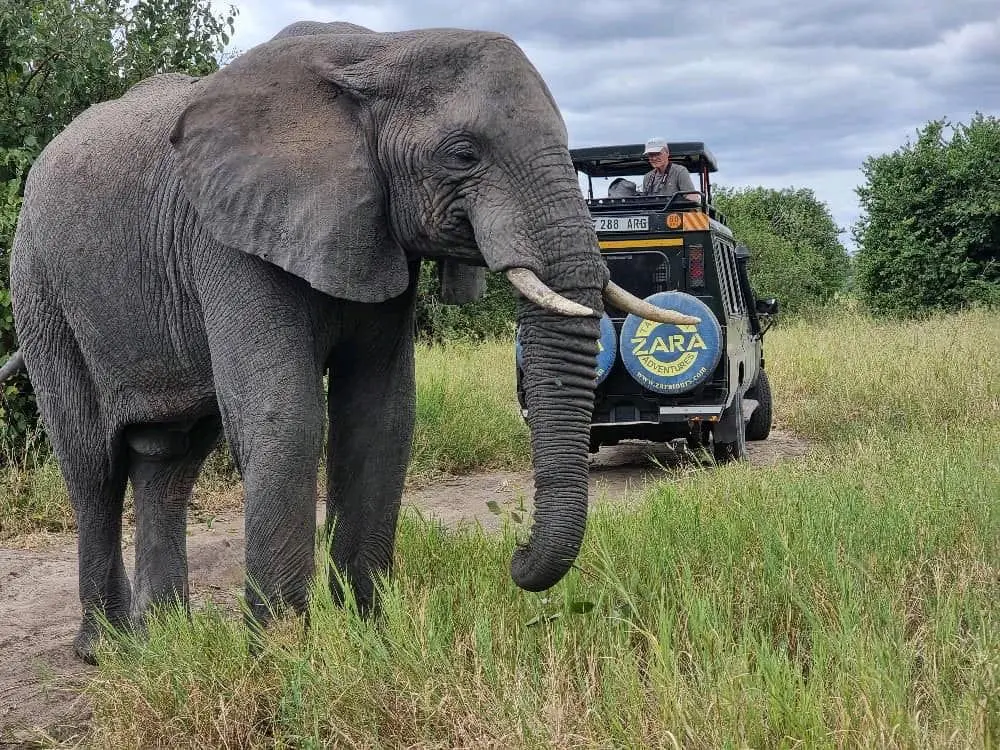 An African elephant standing close to a Zara Tanzania Adventures safari vehicle during a game drive.