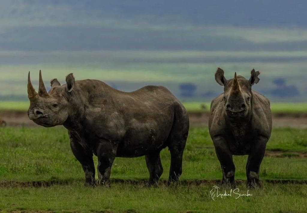 Rhinos are one of the Big Five safari animals in Africa, known for their thick skin and sharp horns.