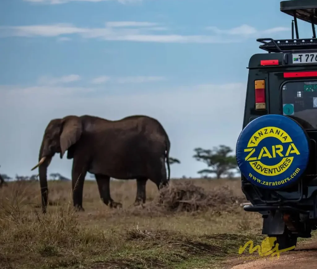 A Zara Tanzania Adventures safari vehicle parked on the Serengeti plains with an elephant grazing in the background.