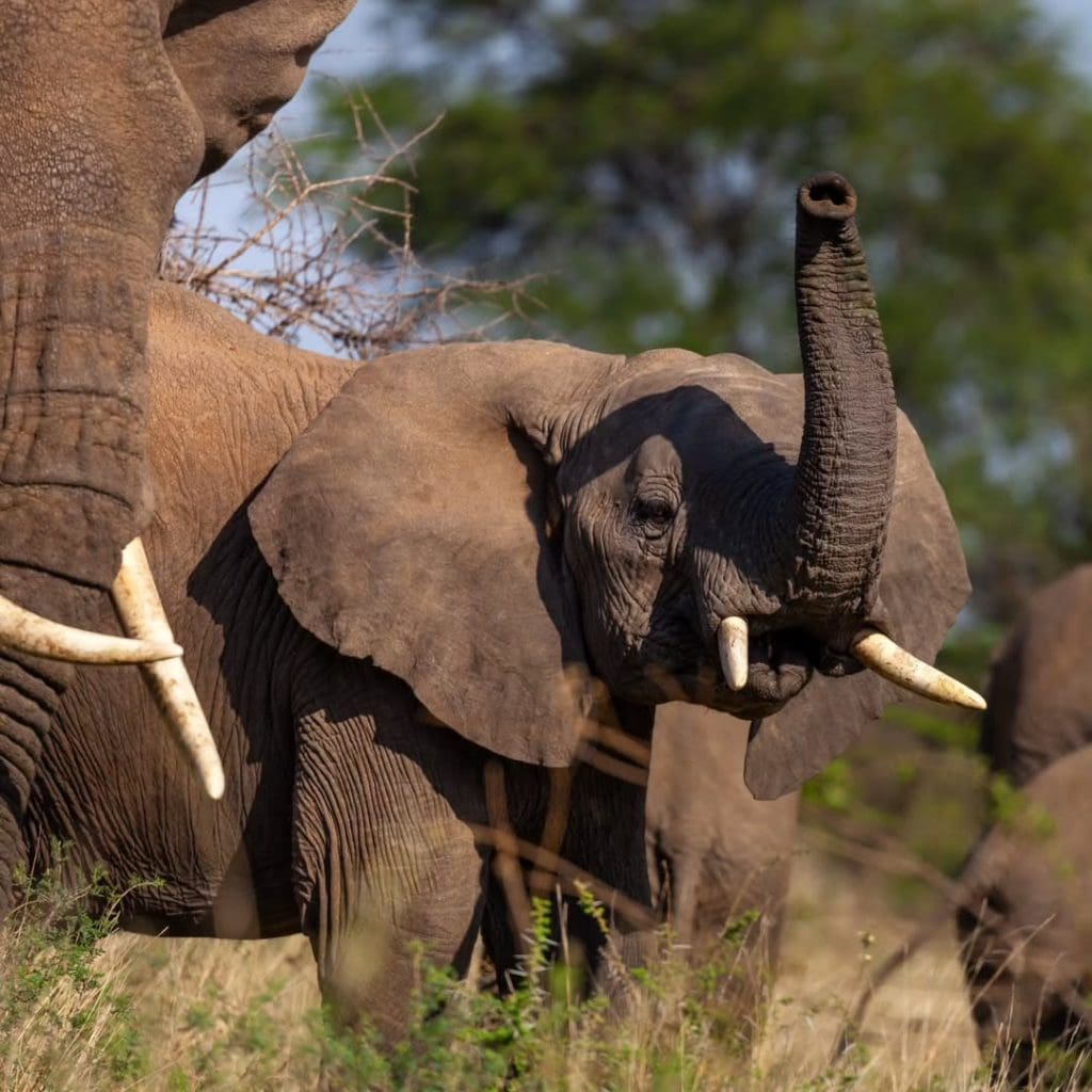 African elephants with raised trunks in Tarangire National Park, Tanzania