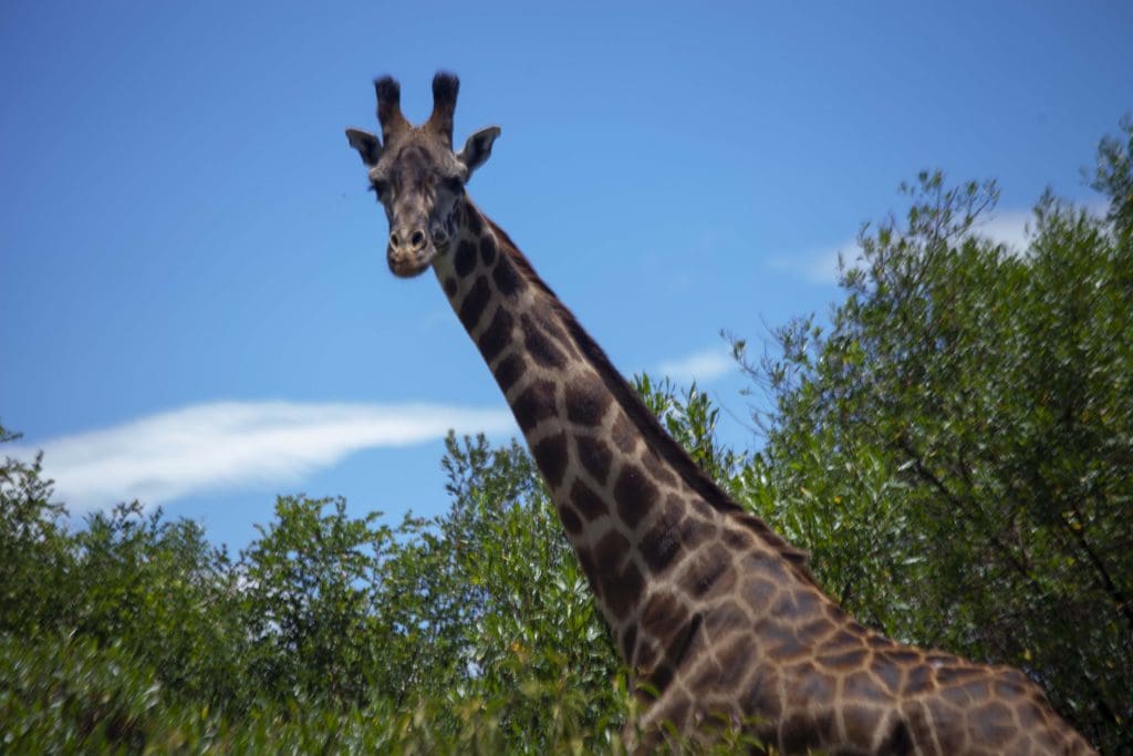 giraffe in arusha national park