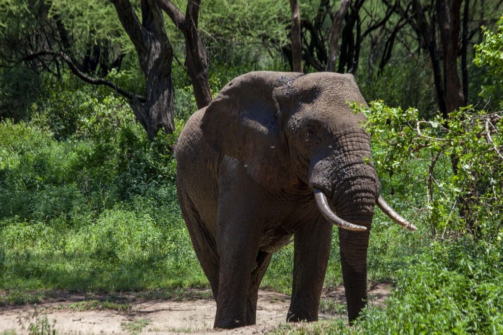 African elephant walking through lush green woodland in Lake Manyara National Park, Tanzania.