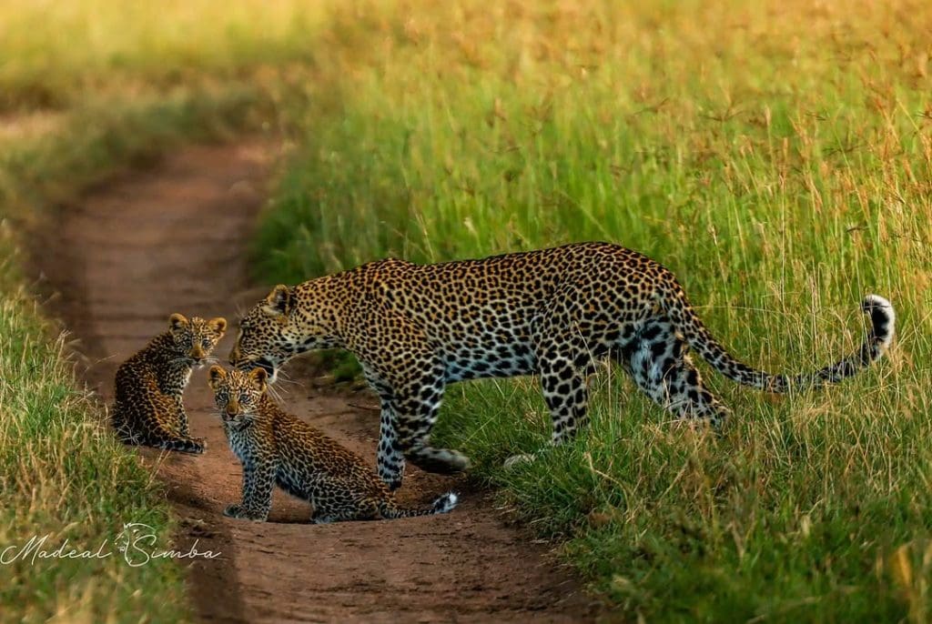 A leopard carefully guides her cubs through the grasslands of Serengeti National Park.