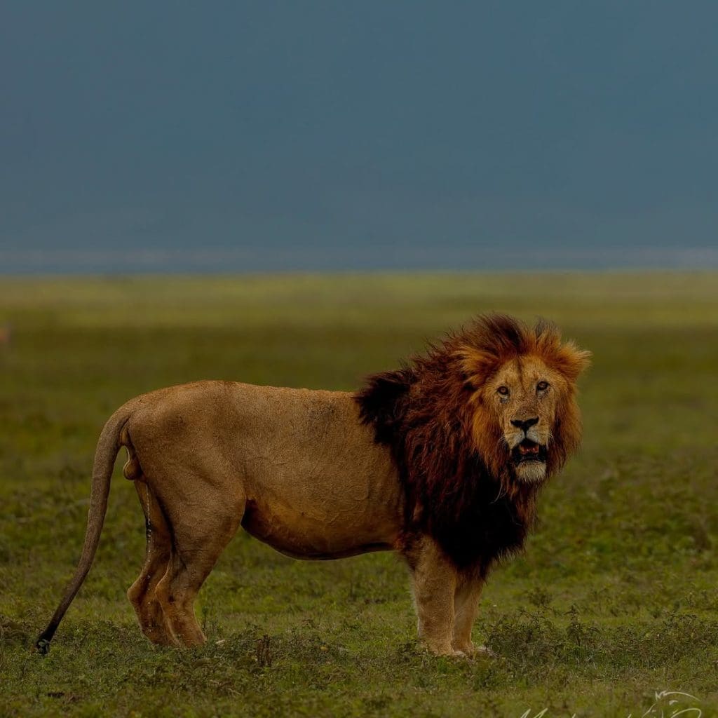 Male lion standing on the grasslands of Ngorongoro Crater, Tanzania