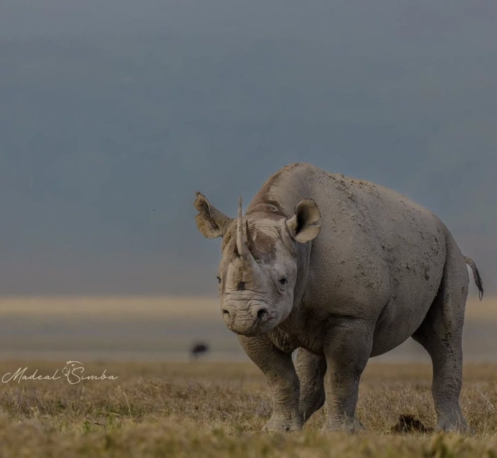 Black rhinoceros standing on open grassland in Ngorongoro Crater, Tanzania