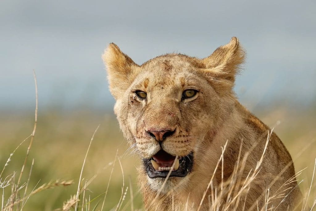 Lioness resting in the grasslands of Serengeti National Park, one of Tanzania’s most famous national parks.