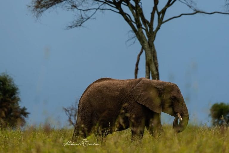 Tanzania Safari Parks & Wildlife Reserves