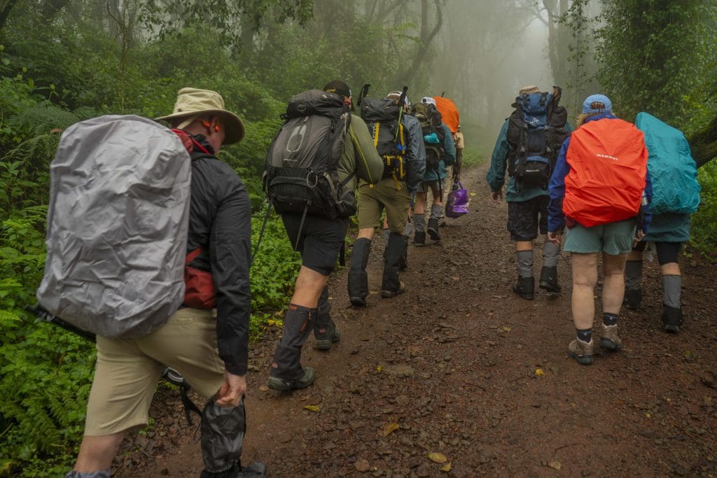 Climbers hiking through the rainforest zone on Mount Kilimanjaro during the early elevation gain on the Machame Route.