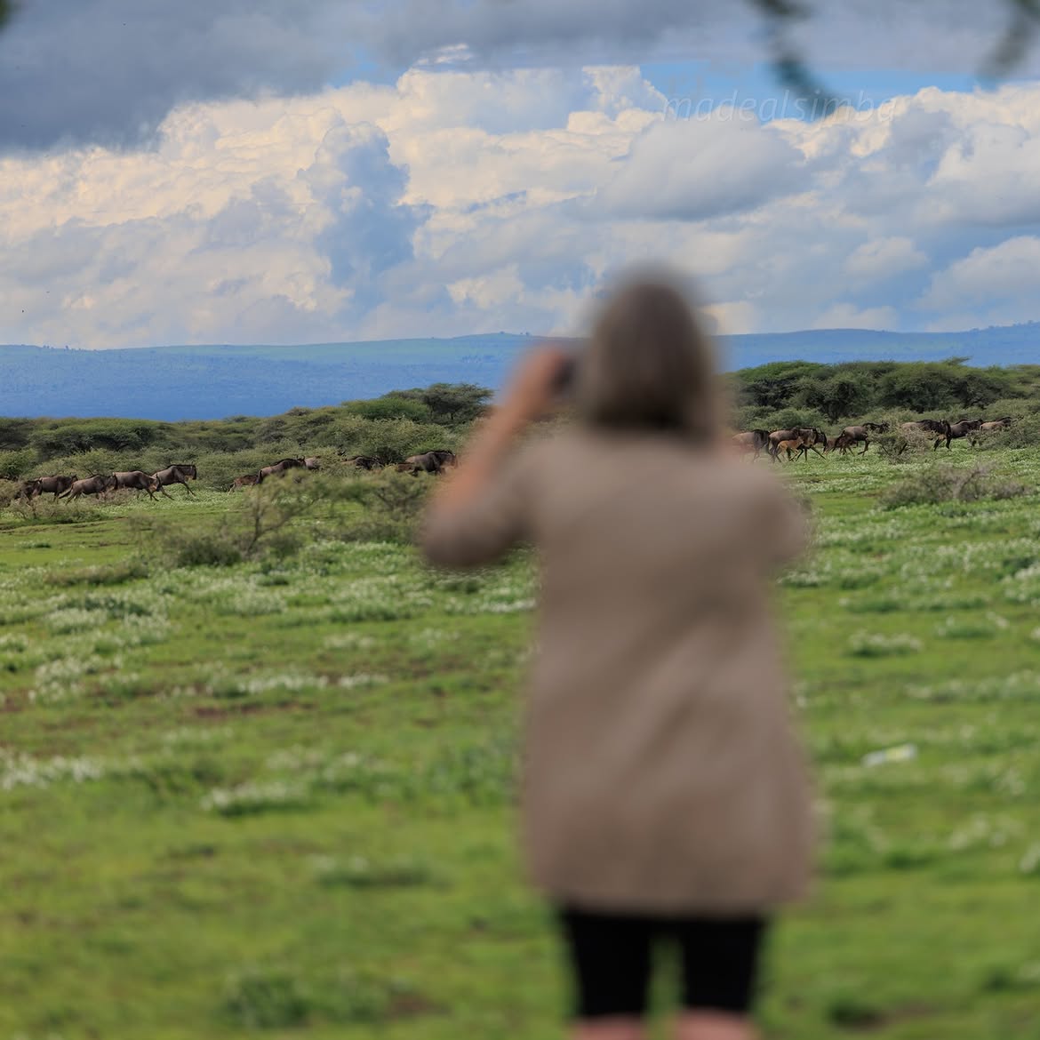 Traveler photographing a herd of wildebeest moving across the green plains of the Serengeti in Tanzania.