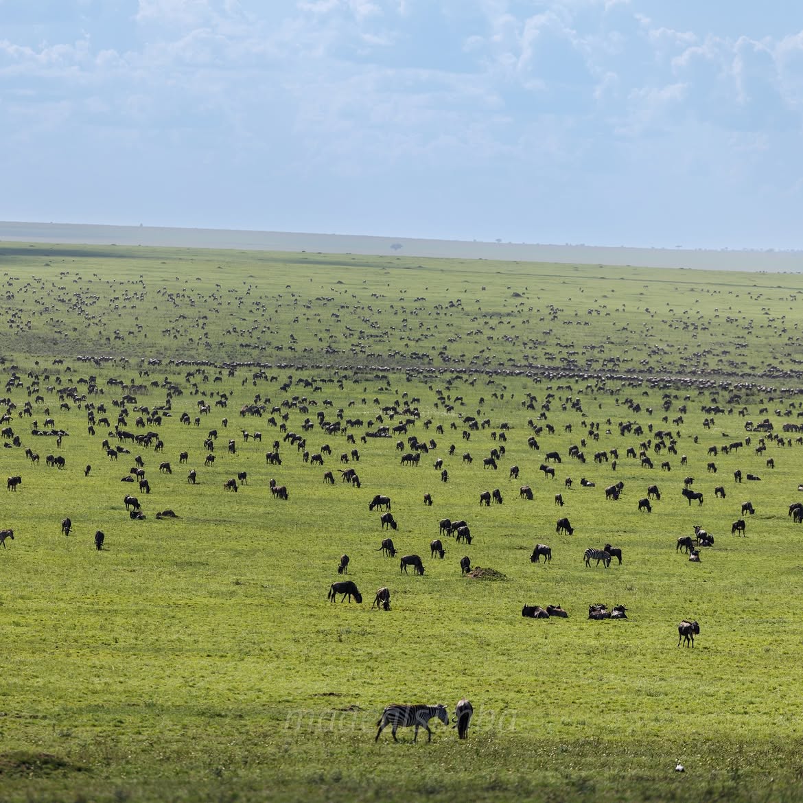 Large herds of wildebeest and zebras spread across the green Serengeti plains during the Great Migration in Tanzania.