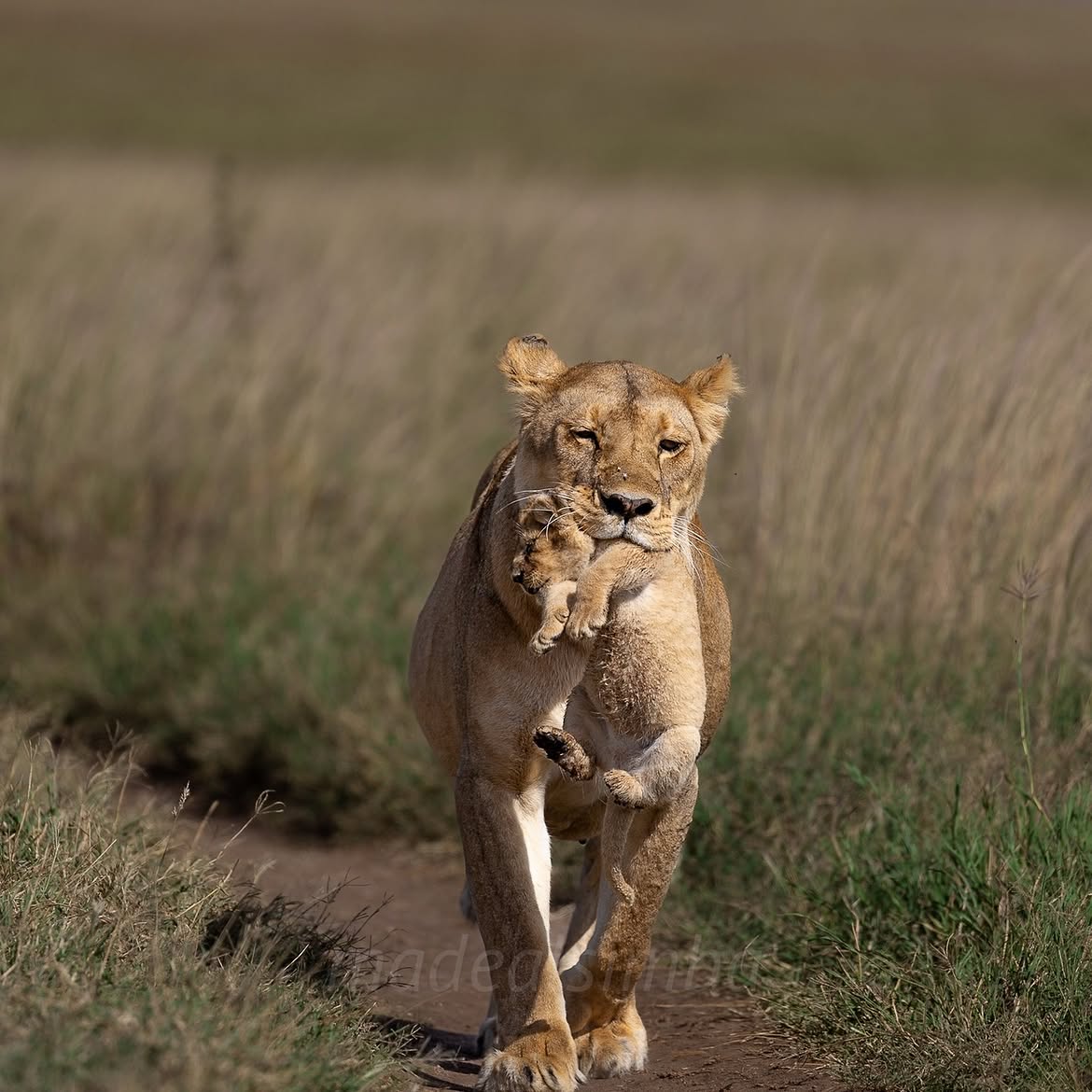 Lioness carrying her cub gently in her mouth while walking through the grasslands of the Serengeti in Tanzania.