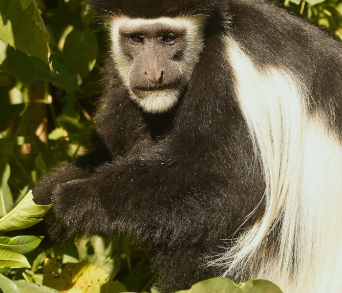 Arusha National Park