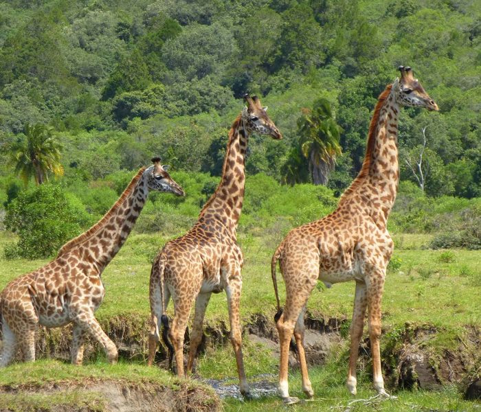 Arusha National Park Safari2