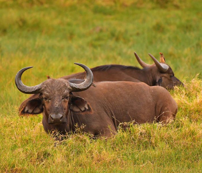 Arusha National Park Safari3