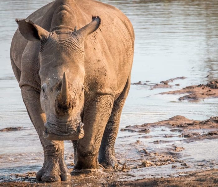 Big 5 Group Joining Safari