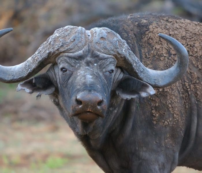 Big 5 Group Joining Safari6