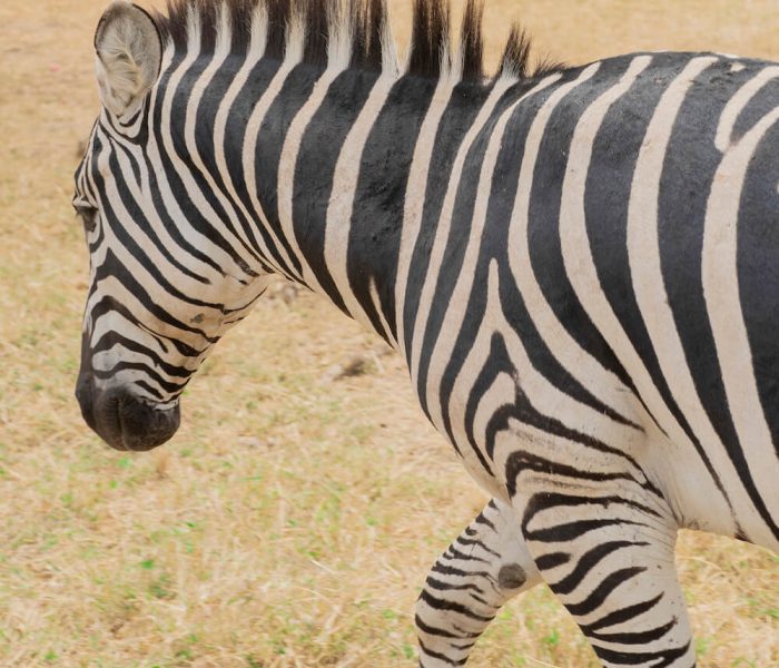 Serval wildlife day trip_17