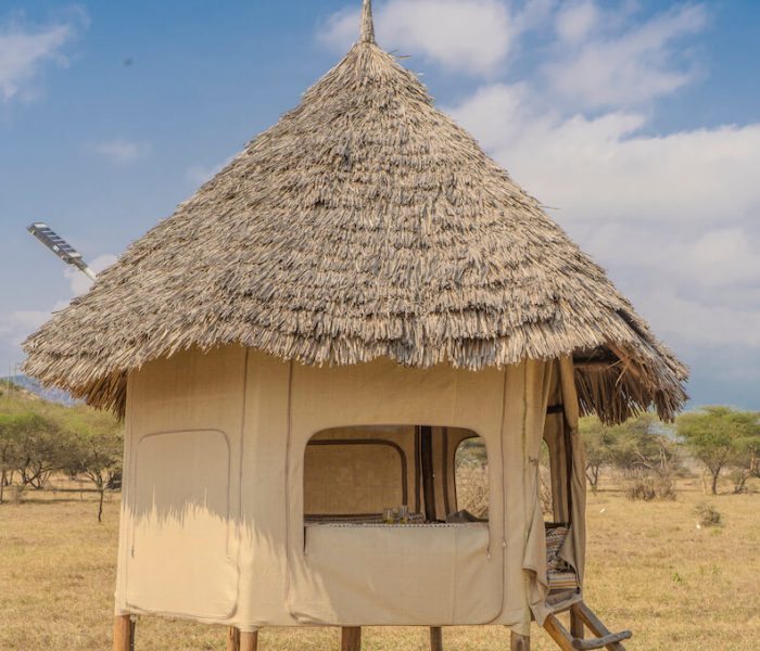 Serval wildlife day trip_30