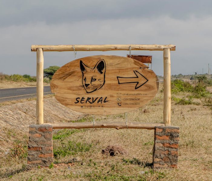 Serval wildlife day trip_39