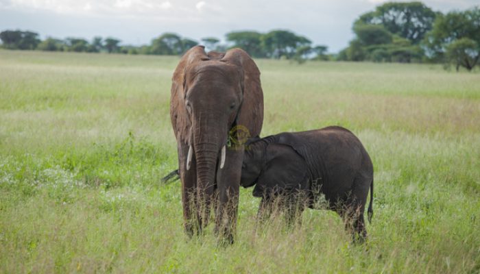 Tarangire National Park